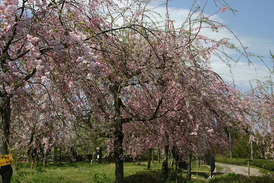 鈴鹿花卉公園的櫻花