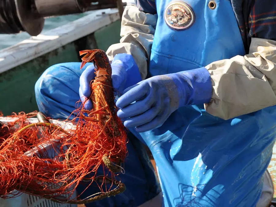 Ise shrimp being removed from the net by hand
