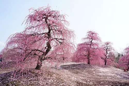 스즈카의 숲 정원의 「시다레 매화 축제」! 미에를 대표하는 매화의 명소 2024년의 정보를 전달합니다.