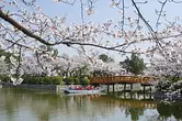 Reportaje especial sobre los famosos lugares en flor de cerezo