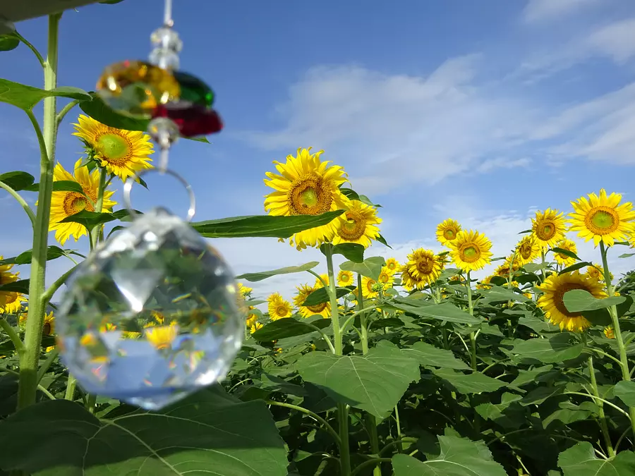 champ de tournesols