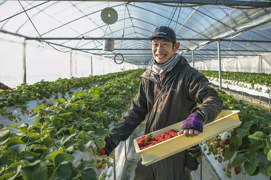 우리 농장에서는 42,000주의 '사치노카 딸기'를 재배하고 있습니다.