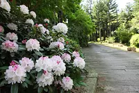 Bosque de brezos de Red Hill (Jardín Botánico de Akatsuka)