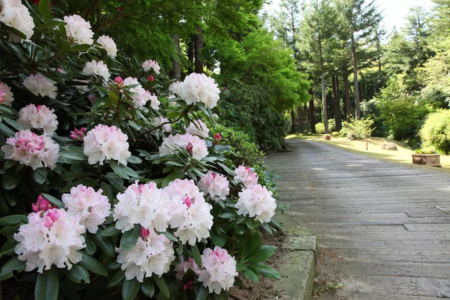 Red Hill Heather Forest (Akatsuka Botanical Garden)
