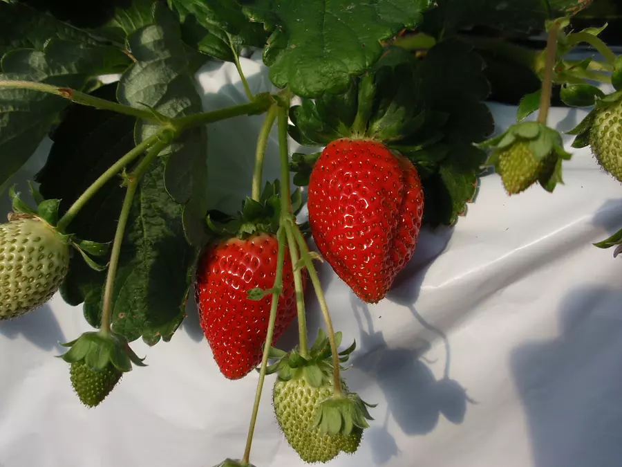 春季草莓会留下清爽的香味和酸味，完全成熟。