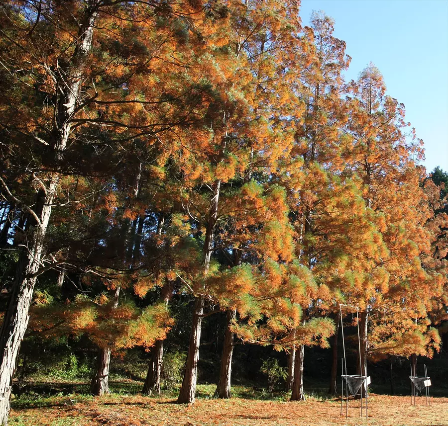 Forêt de bruyère de Red Hill (Jardin botanique d&#39;Akatsuka)