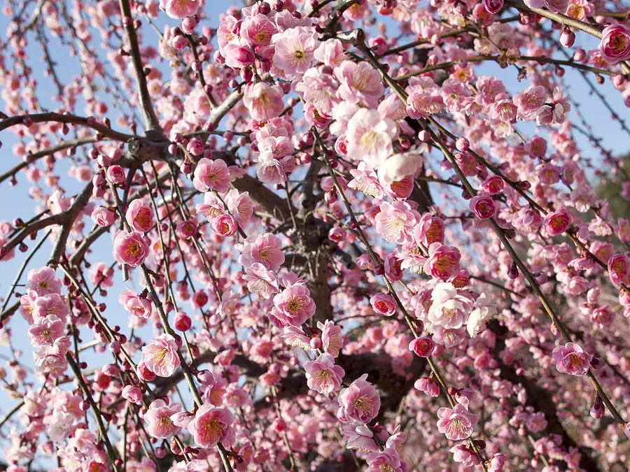 Plum blossoms at Sugawara Shrine