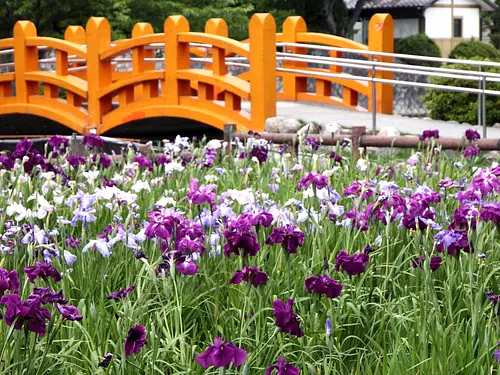 九卡公園（KyukaPark）/花鳶尾