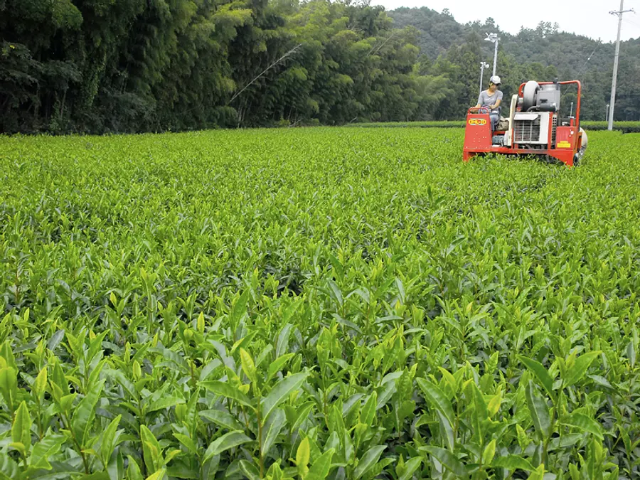 Ise GreenTea /tea plantation