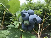 [藍莓] 藍莓大台