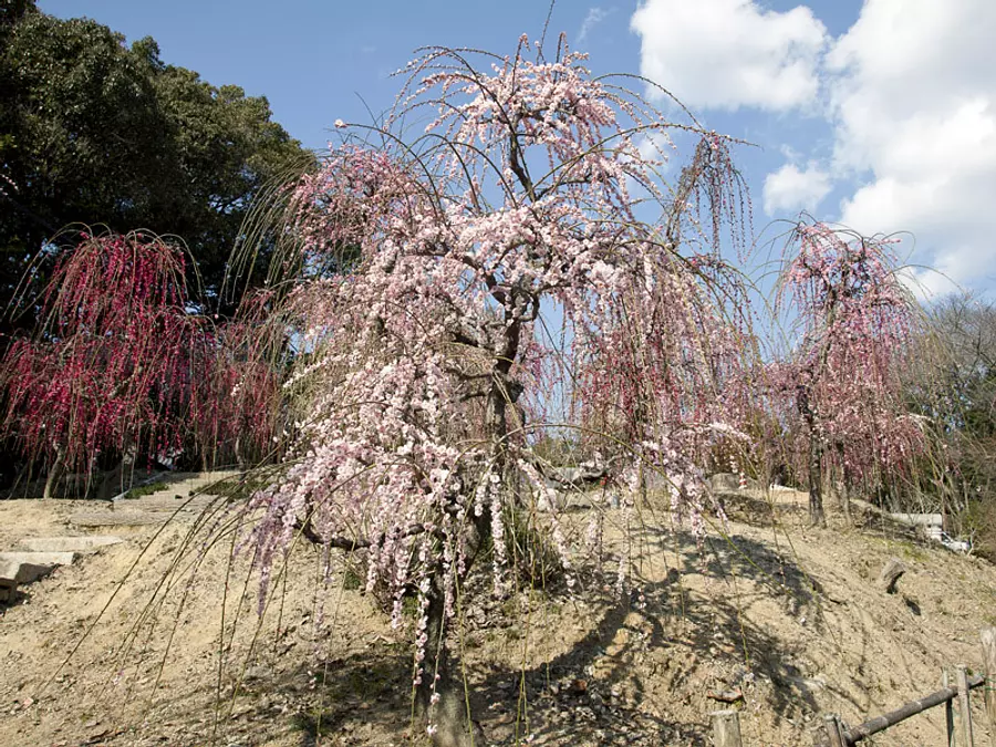 Flores de ciruelo en el santuario Sugawara