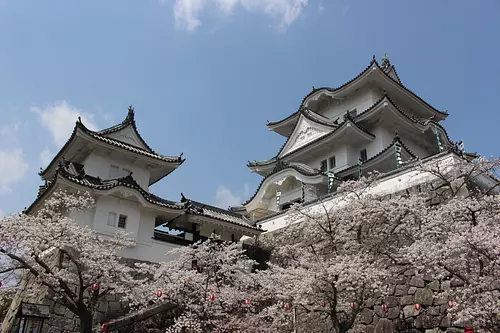 Sakura en el parque Ueno