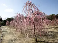 菅原神社の梅