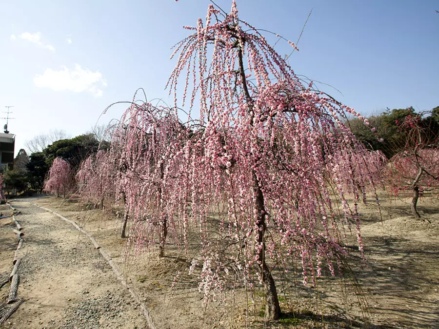 Flores de ciruelo en el santuario Sugawara