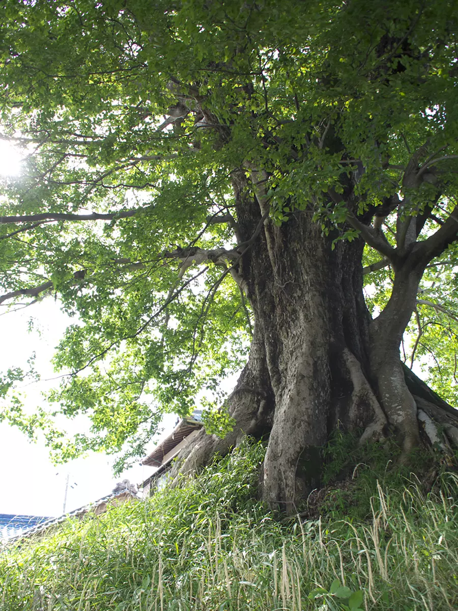 樹齢400年の椋の老木②