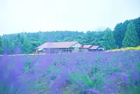 MenardAoyamaResort Lavender 2023