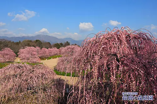 鈴鹿の森庭園しだれ梅