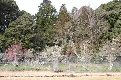 柵にて守られています