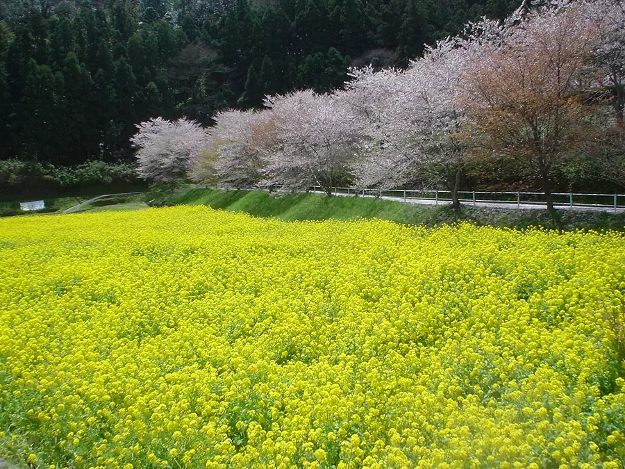 Cherry blossoms at Sakakibara Onsen [Flowers]