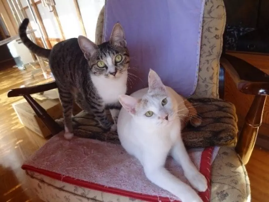 ป้ายแมว “โรมา” และ “มาโร” อยู่ที่โถงทางเดินบ้านหัวหน้าบาทหลวง