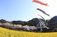 榊原温泉の桜　【花】
