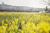¡Espectaculares "flores de colza" amarillas y "sauces yuki" blancos que fluyen! ¡Una explicación completa del encanto de saikuu en primavera! !