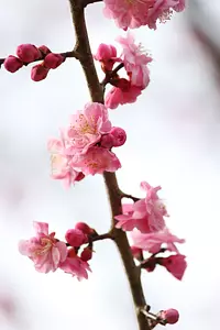 Kaneyozuka plum blossoms