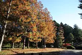 秋の里山　レッドヒルヒーサーの森