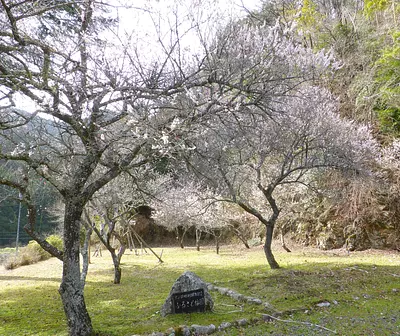 ふるさと梅園