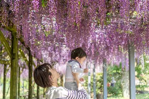 I want to go to TaikiTown in spring! ! My family enjoyed the wisteria at Nohara Rural Park, the azaleas at Mt. Ohira Azalea, and ouchiyama Zoo♪
