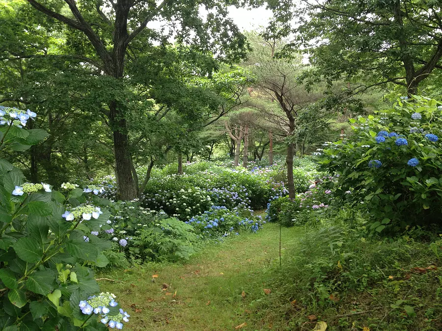 Jardin d'hortensias Menard Aoyama Resort 2023
