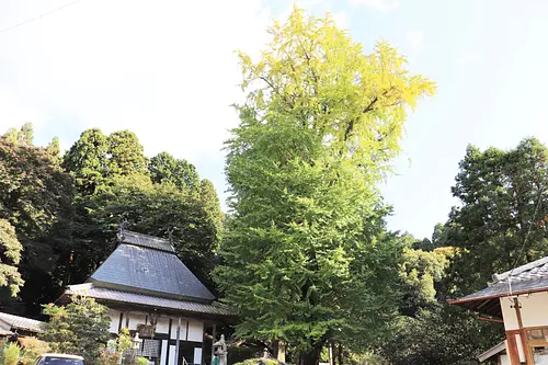 霊山寺とオハツキイチョウ
