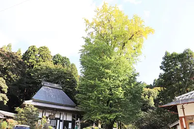 霊山寺とオハツキイチョウ