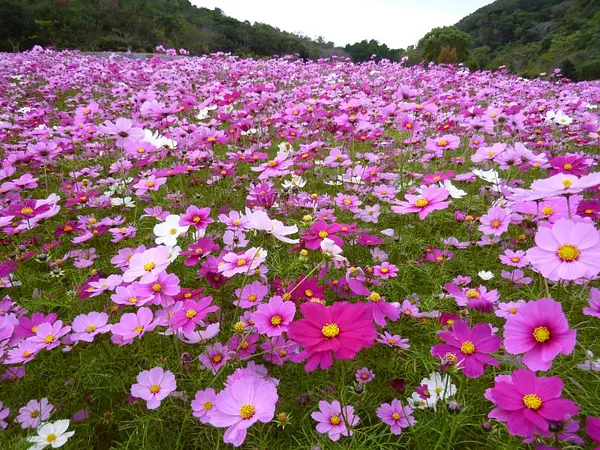 志摩市観光農園のコスモス（秋）