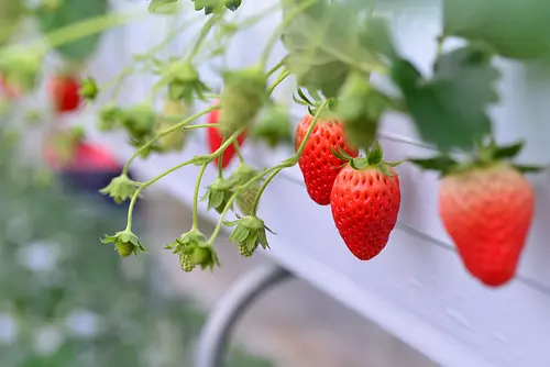 Cueillette de fraises à la ferme verte Tado