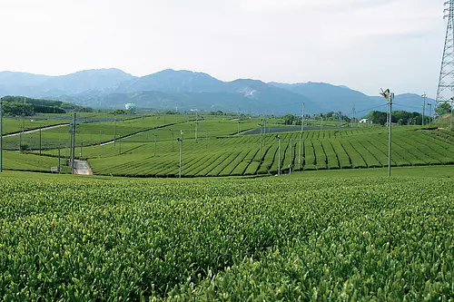 Kameyama tea