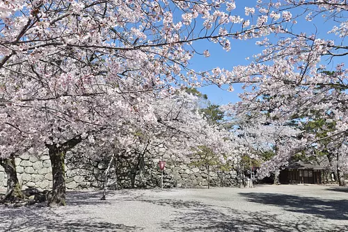 松阪公園（松坂城跡）の桜