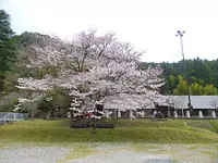 미에노 수목 백선의 벚꽃