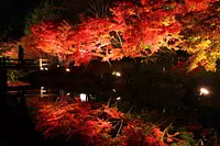 名花之裡（Nabananosato）是紅葉和紅葉的著名景點！加賀池很受歡迎！ （11月下旬至12月中旬左右）