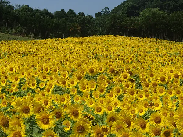 志摩市観光農園のヒマワリ（夏）