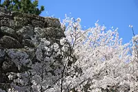 Cerezos en flor en el parque Matsusaka (ruinas del castillo de Matsuzaka)