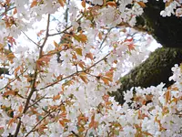 Les 100 meilleures fleurs de cerisier de Mie