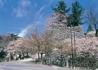 松阪公園（松坂城跡）の桜