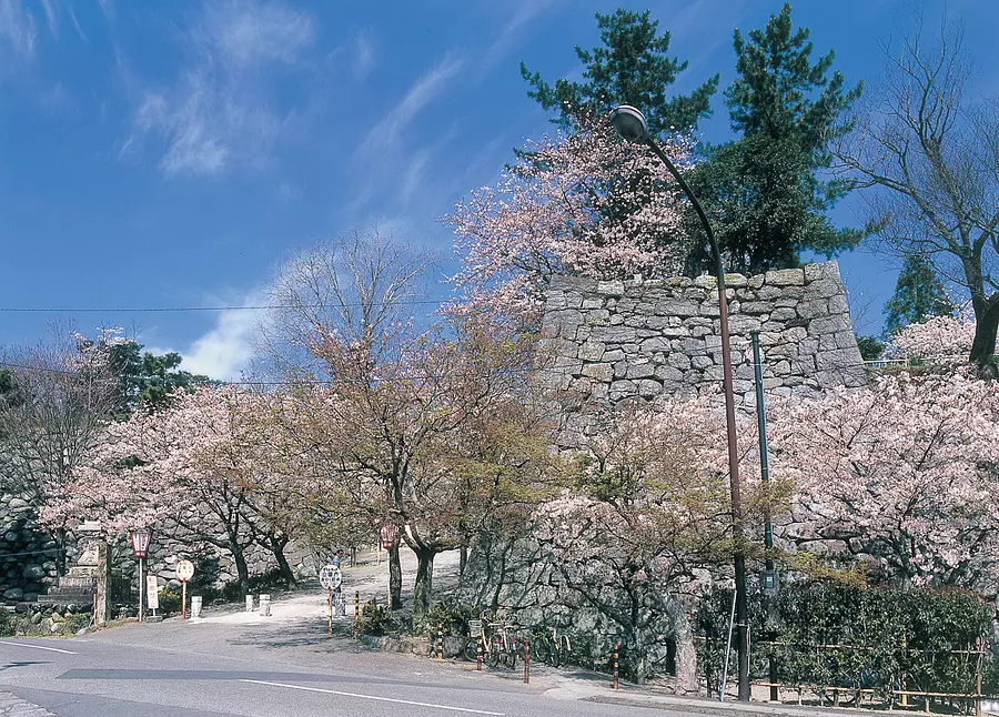Cerezos en flor en el parque Matsusaka (ruinas del castillo de Matsuzaka)