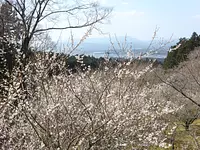 Flores de ciruelo en el templo Ryozenji