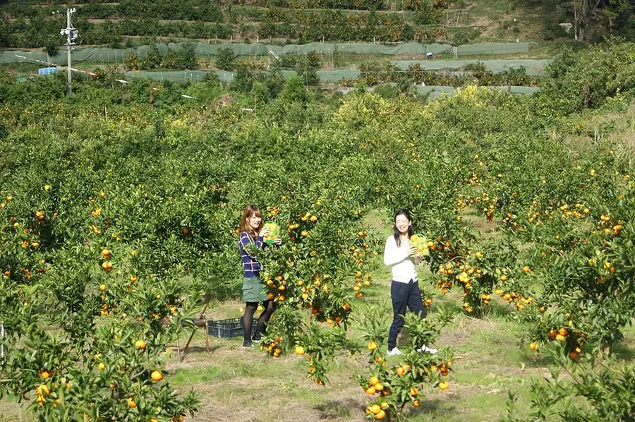 Cueillette d&#39;oranges du village de Naizeshizen
