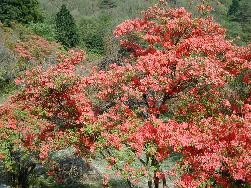 つつじの里荒滝