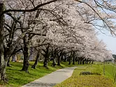 宮リバー度会パークの桜並木（2023年春まつり）