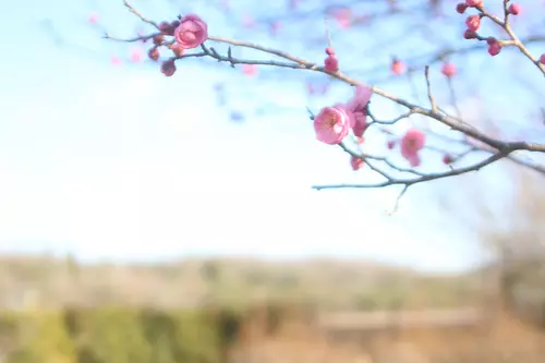 Flores de ciruelo en el parque forestal de Ueno