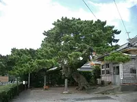 승룡 소나무